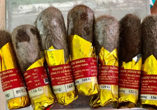 📋 Cẩm nang sử dụng Nhung Hươu hiệu quả nhất