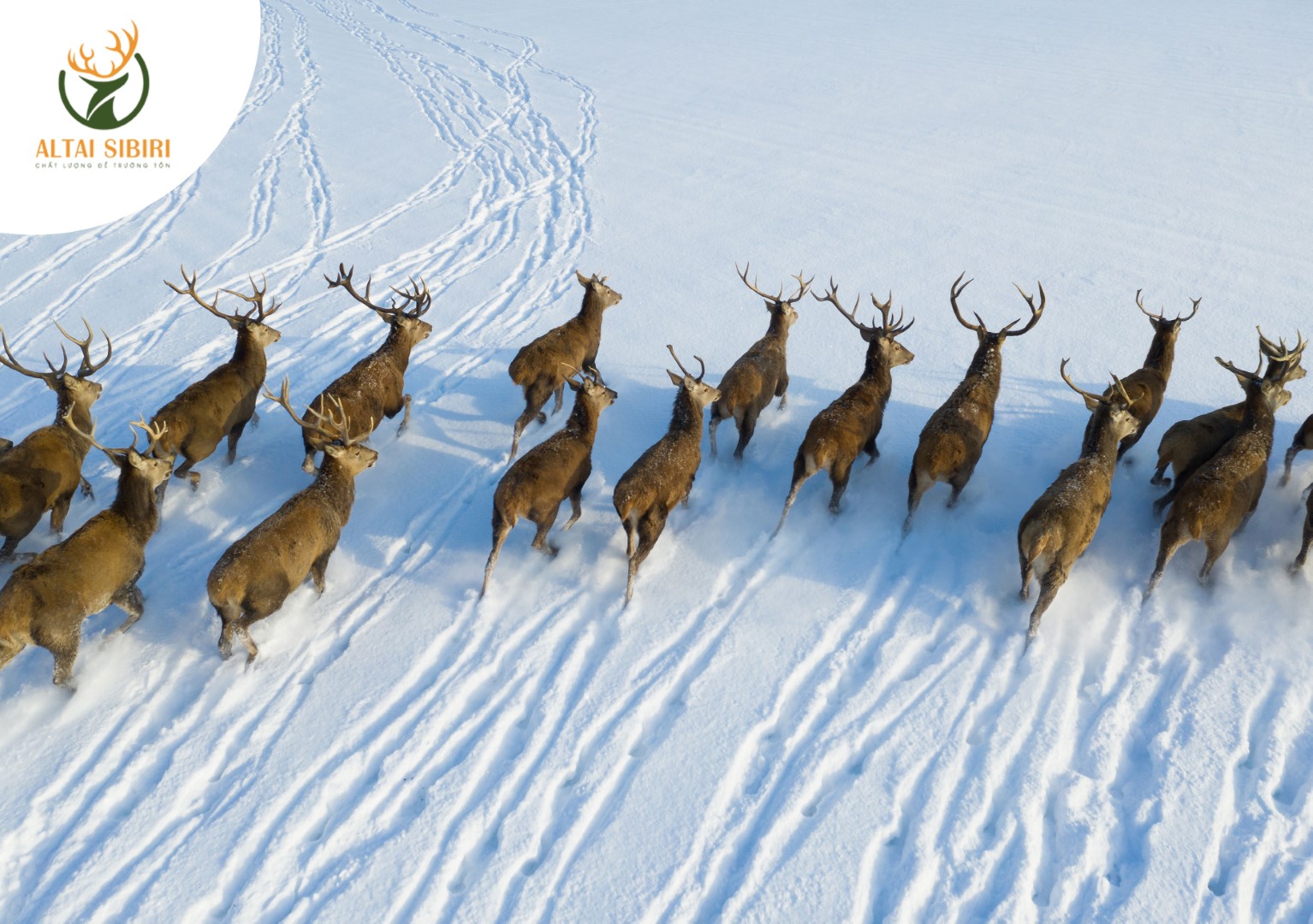 Cao Ban Long (Hộp 50gr)
