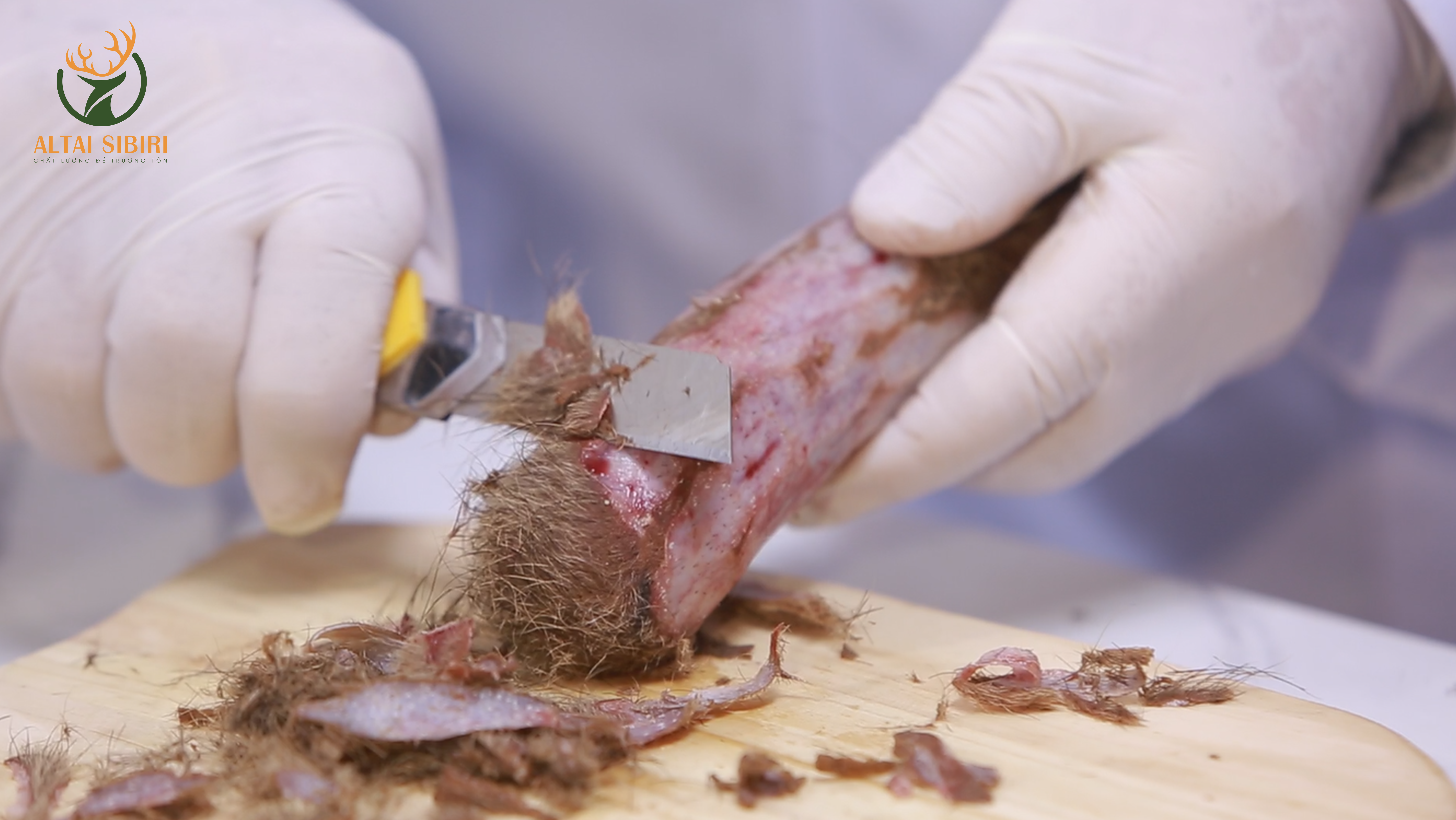sơ chế nhung hươu tươi