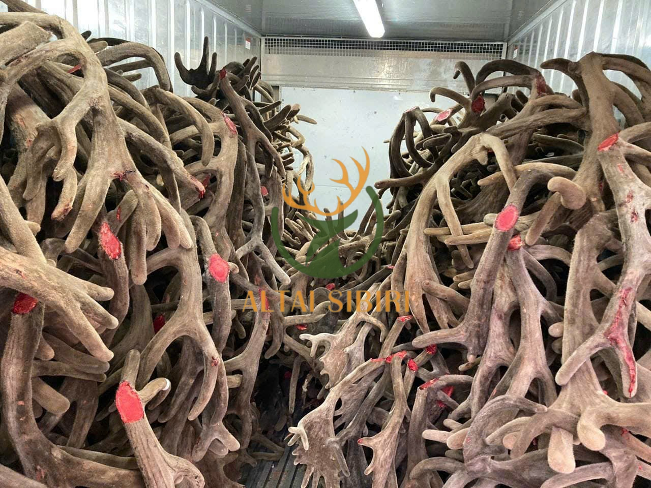 Nhung Hươu Tươi Sibiri Nguyên Chiếc (GIỐNG HƯƠU MARAL)