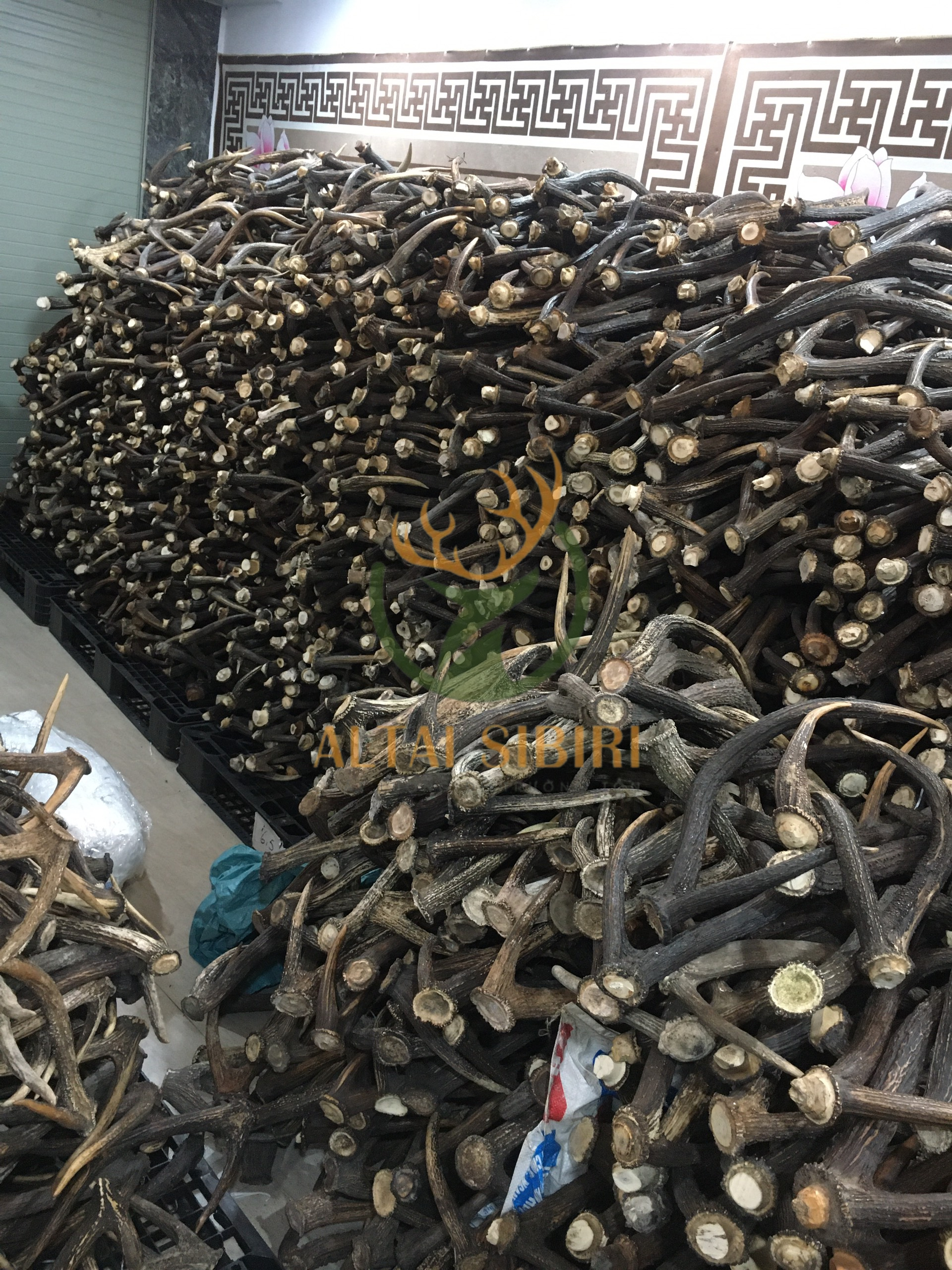 Sừng 3 chi Rusa Timorensis- Sừng 3 chi Tây Tạng